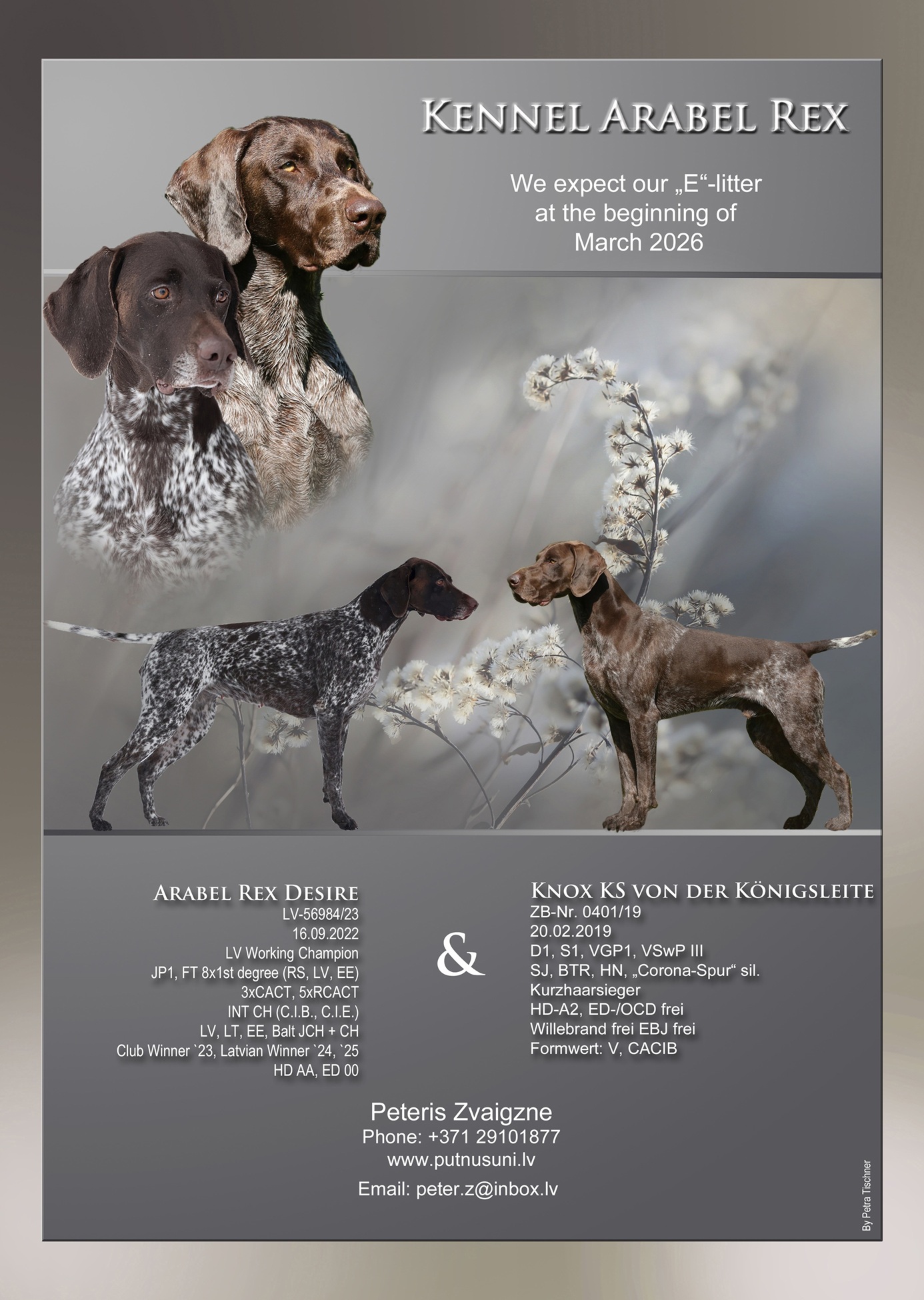 Wurfanzeige Arabel Rex